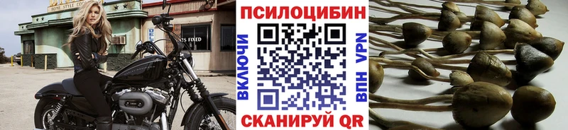 магазин    Георгиевск  Галлюциногенные грибы Psilocybine cubensis 